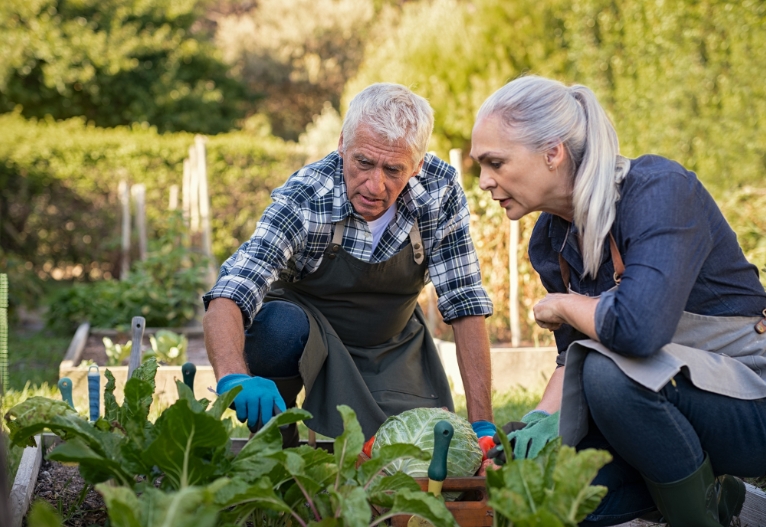 Older couple picking fresh vegetables.