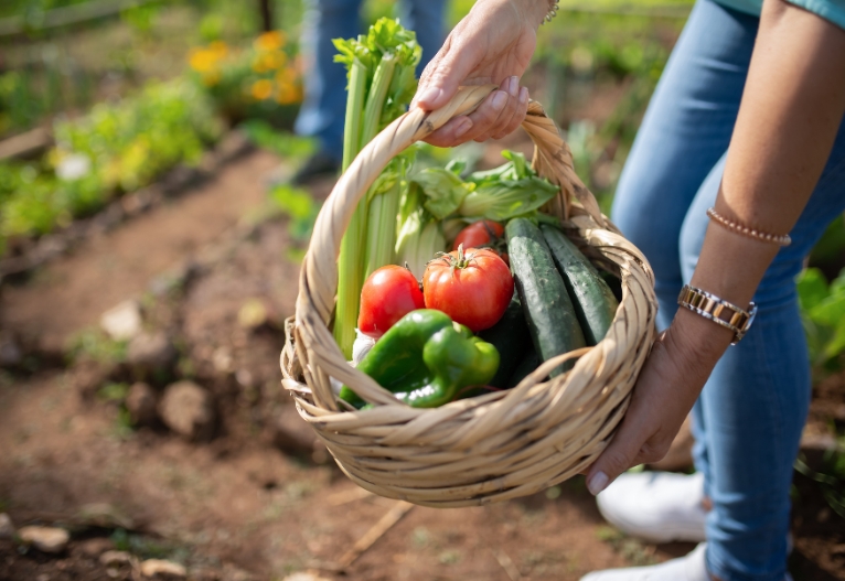 Basket of freshly picked vegetables.