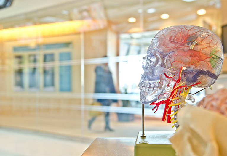 Model of a human skull.