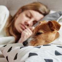 Should You Let Pets Sleep In Your Bed?