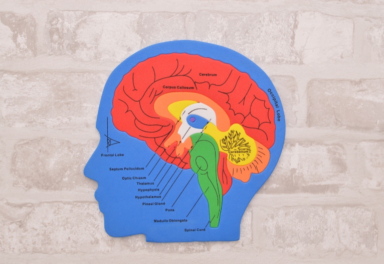 Graphic of the human brain.